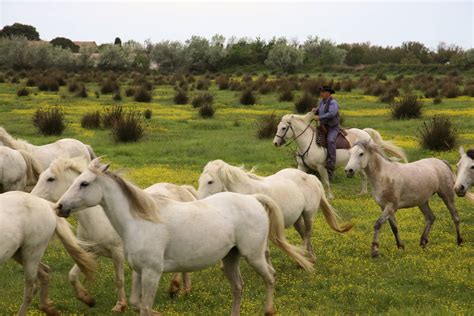 Paysage de Camargue avec chevaux et calèche