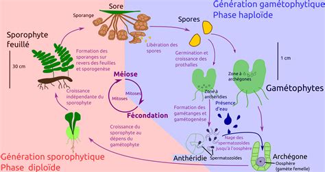 Schéma illustrant le cycle de vie des déjections équines