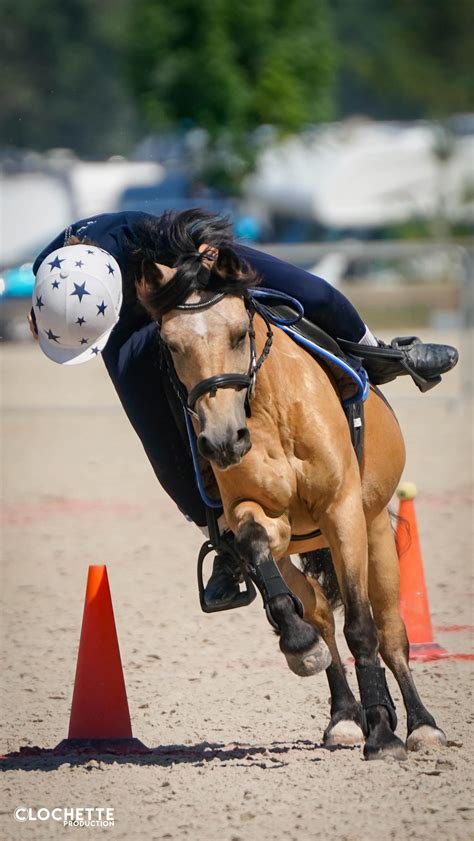 Poney en train d'être sellé