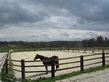 Cheval au paddock dans un cadre verdoyant