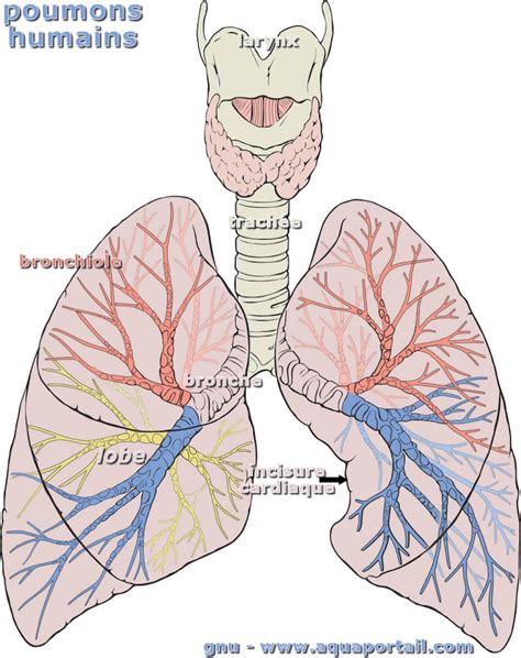 Infographie comparant la structure d'un poumon sain et d'un poumon atteint de pneumonie.