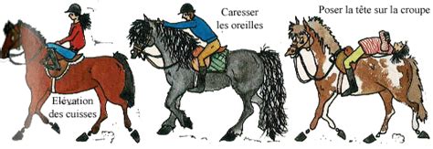 Schéma des aides du cavalier