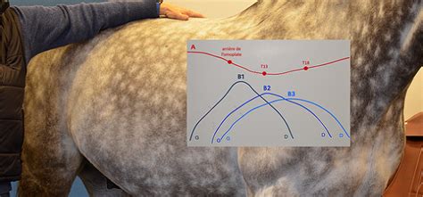 Diagramme montrant l'ajustement correct d'une selle sur le dos d'un cheval