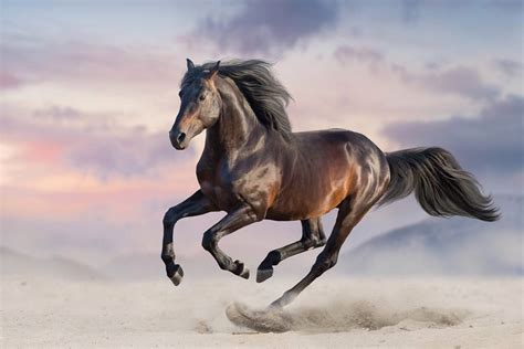 Cheval au galop dans un paysage rural