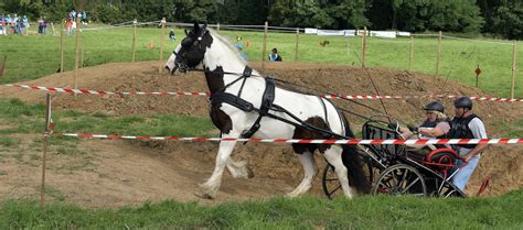 Steve Latruffe en action lors d'une compétition de TREC en attelage