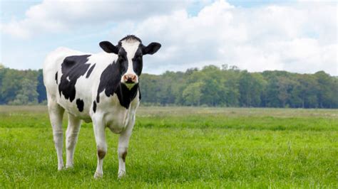 Vache Prim'Holstein dans un pré
