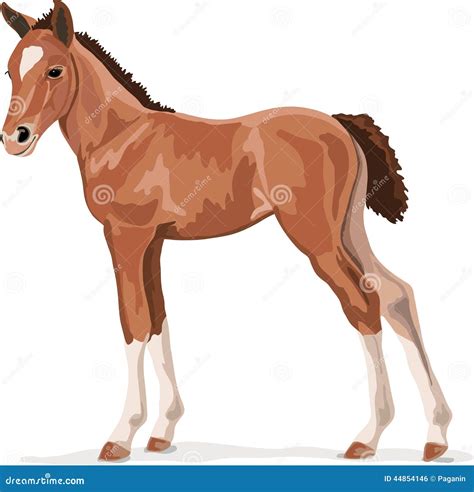 Illustration d'un poulain recevant des soins