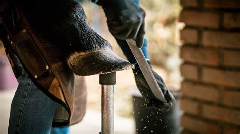 Maréchal-ferrant travaillant sur le pied d'un poulain