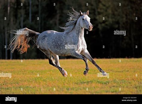 Cheval pur-sang au galop sur une piste