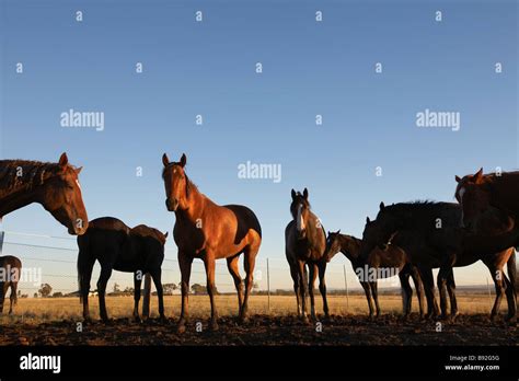 Groupe de chevaux dans un paddock
