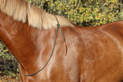 Cheval avec une cordelette éthologique autour de l'encolure