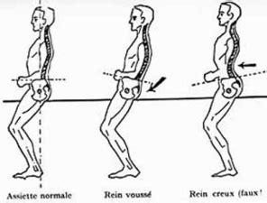 Schéma du mouvement du bassin au trot assis