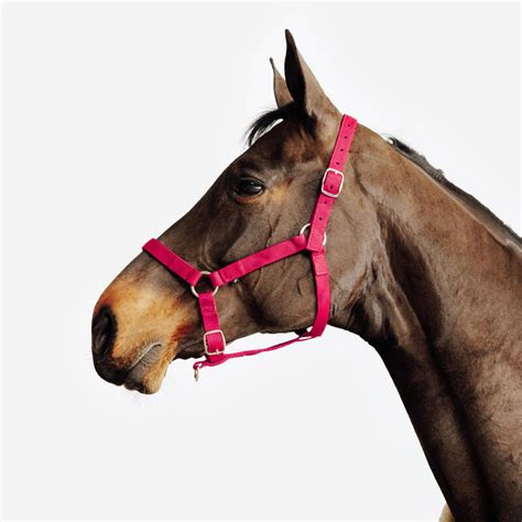 Cheval tenu en main avec un licol