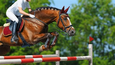 Chevaux de saut d'obstacles dans un pré
