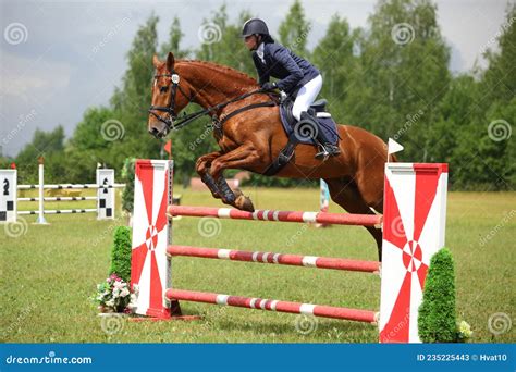 Jeune cheval découvrant un obstacle