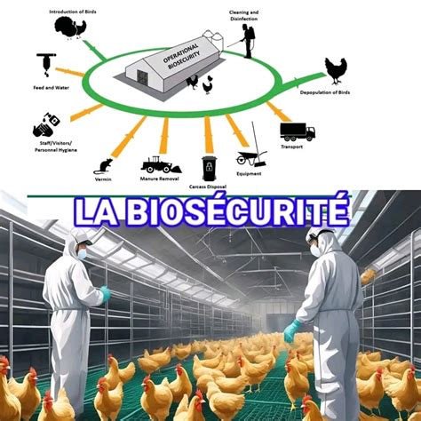 Illustration schématisant les principes de biosécurité dans un centre équestre.