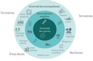 Graphique montrant la diversité des genres de dîners-spectacles