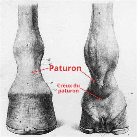 Cheval se grattant intensément le paturon