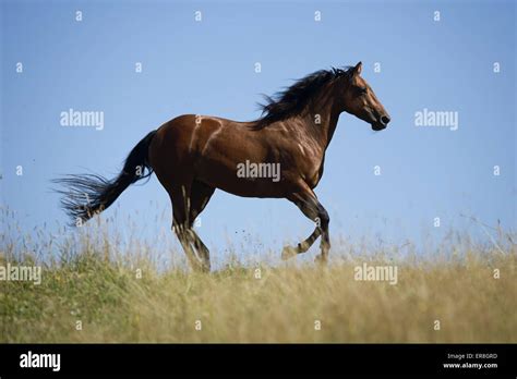 Cheval Quarter Horse au galop
