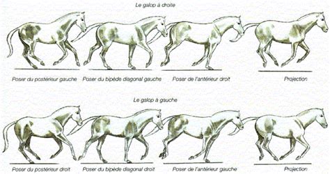 Diagramme illustrant les quatre temps du galop et la séquence des membres