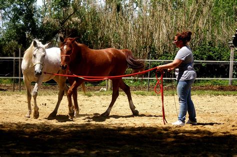 Cavalier et cheval travaillant sur un cercle