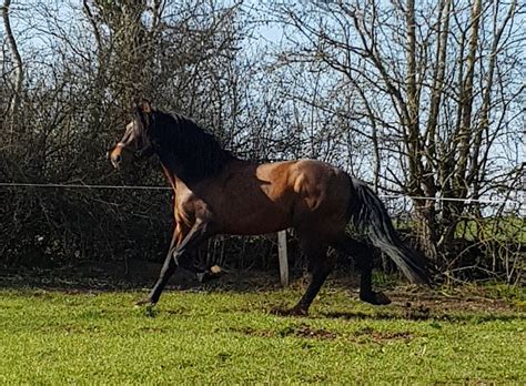Cheval de race pure dans un pré