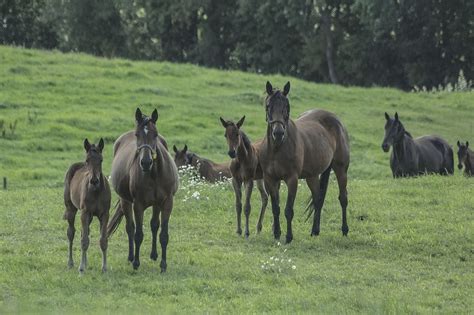 chevaux poulains en pâturage