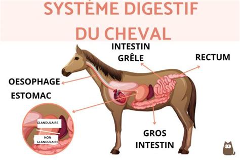 diagramme du système digestif du cheval