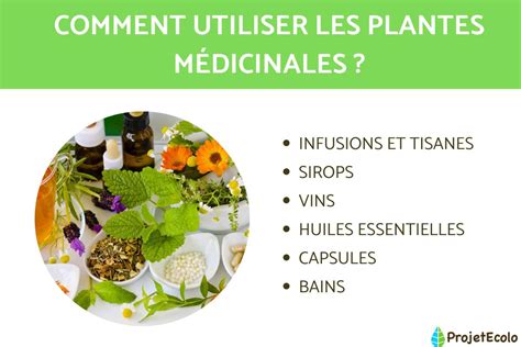 plantes médicinales utilisées en phytothérapie équine