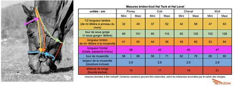 Mesure de la tête d'un cheval pour un licol