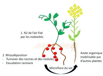 Système racinaire profond d'une légumineuse