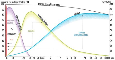 Schéma des filières énergétiques du corps humain