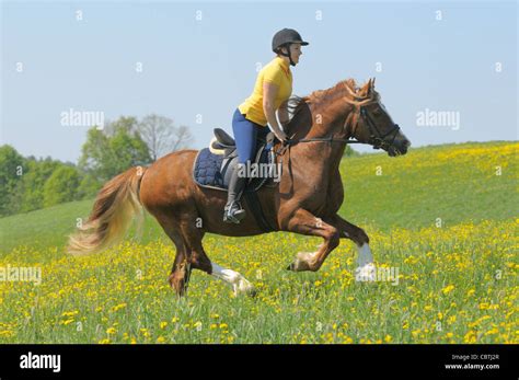 Jeune étalon au galop dans un pré
