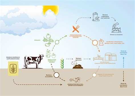 Schéma des cycles des nutriments dans le sol avec apport de fumier