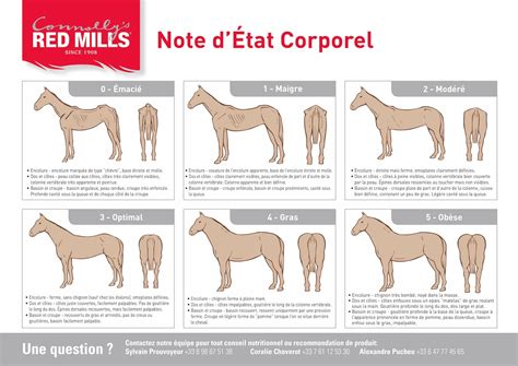 Balance pour évaluer la condition corporelle d'un cheval