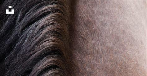 Gros plan sur la crinière et la raie dorsale d'un cheval de Przewalski