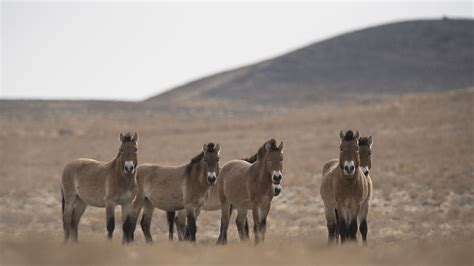 Schéma représentant la structure familiale d'un clan de chevaux de Przewalski