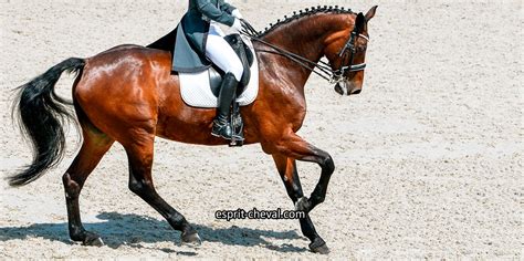 cheval au trot