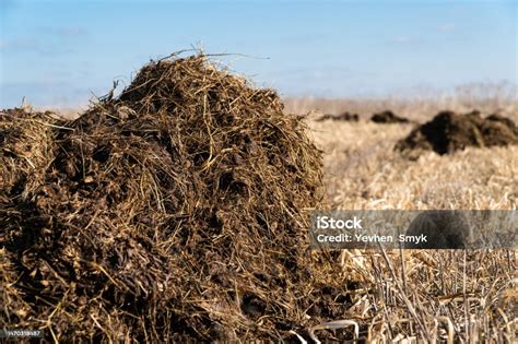 Champ de fumier avec des bottes en caoutchouc posées dessus