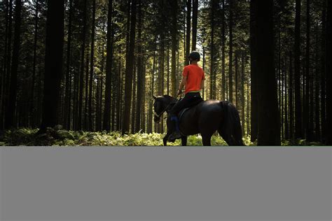 Cheval et cavalier traversant la forêt de Marly-le-Roi