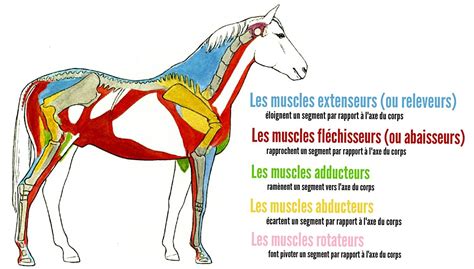 Schéma illustrant les muscles du cheval affectés par la PSSM
