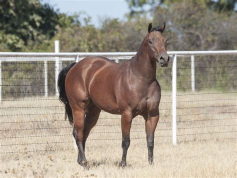 Cheval Quarter Horse puissant et musclé