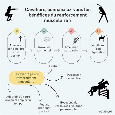 Schéma des muscles importants pour la posture du cavalier