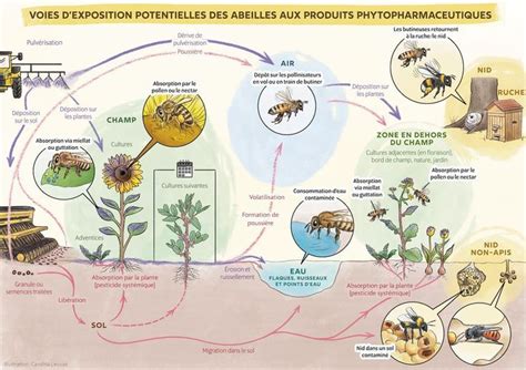 Diagramme illustrant les voies d'exposition aux biosolides
