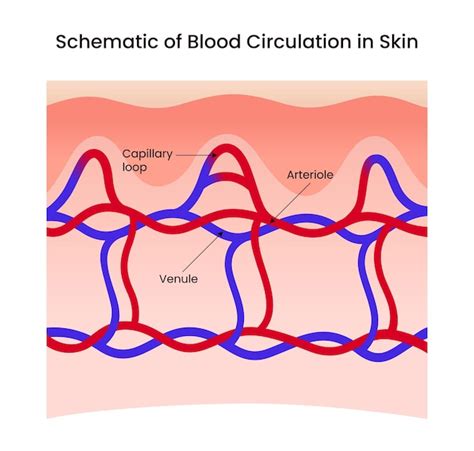 Diagramme illustrant la circulation sanguine sous la peau