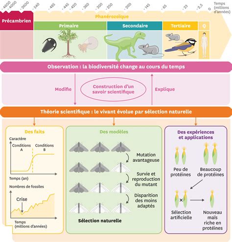 Schéma illustrant le concept d'évolution et de comportement animal