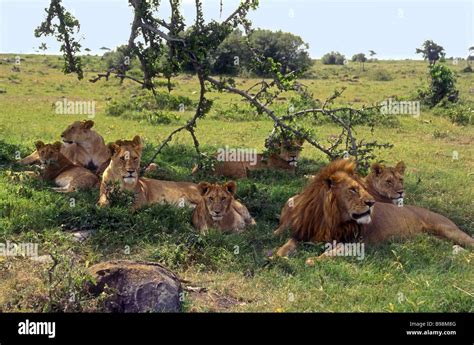 Diagramme illustrant la structure d'une troupe de lions