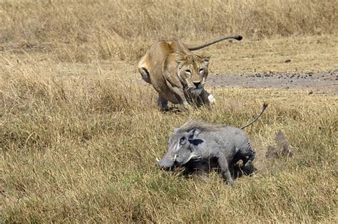 Lionne en chasse derrière un phacochère