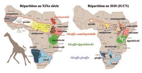 Carte des aires de répartition historiques et actuelles des lions