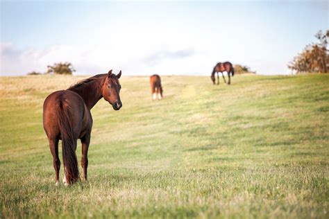 Cheval profitant d'un grand pré